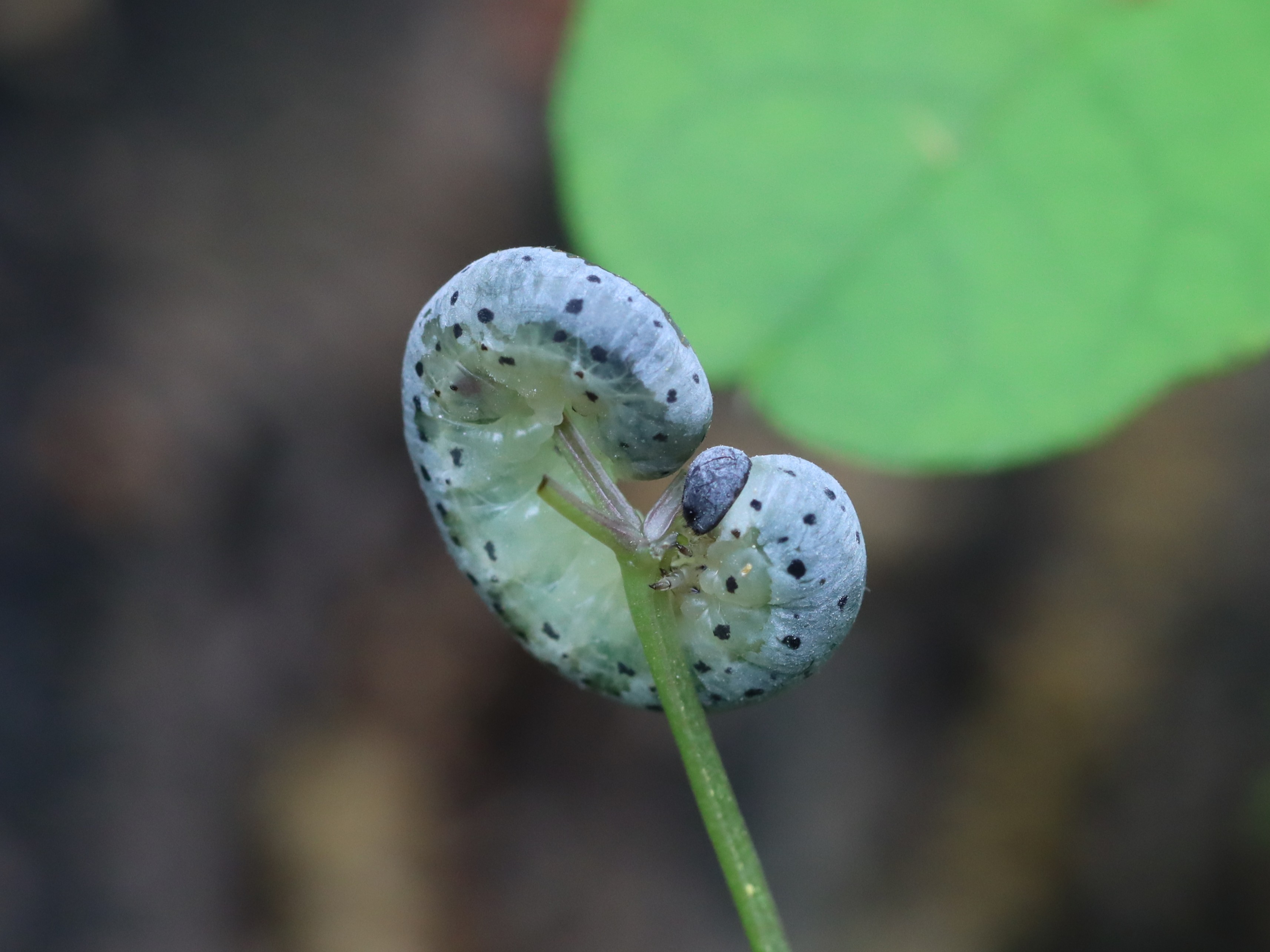 アケビコンボウハバチ幼虫